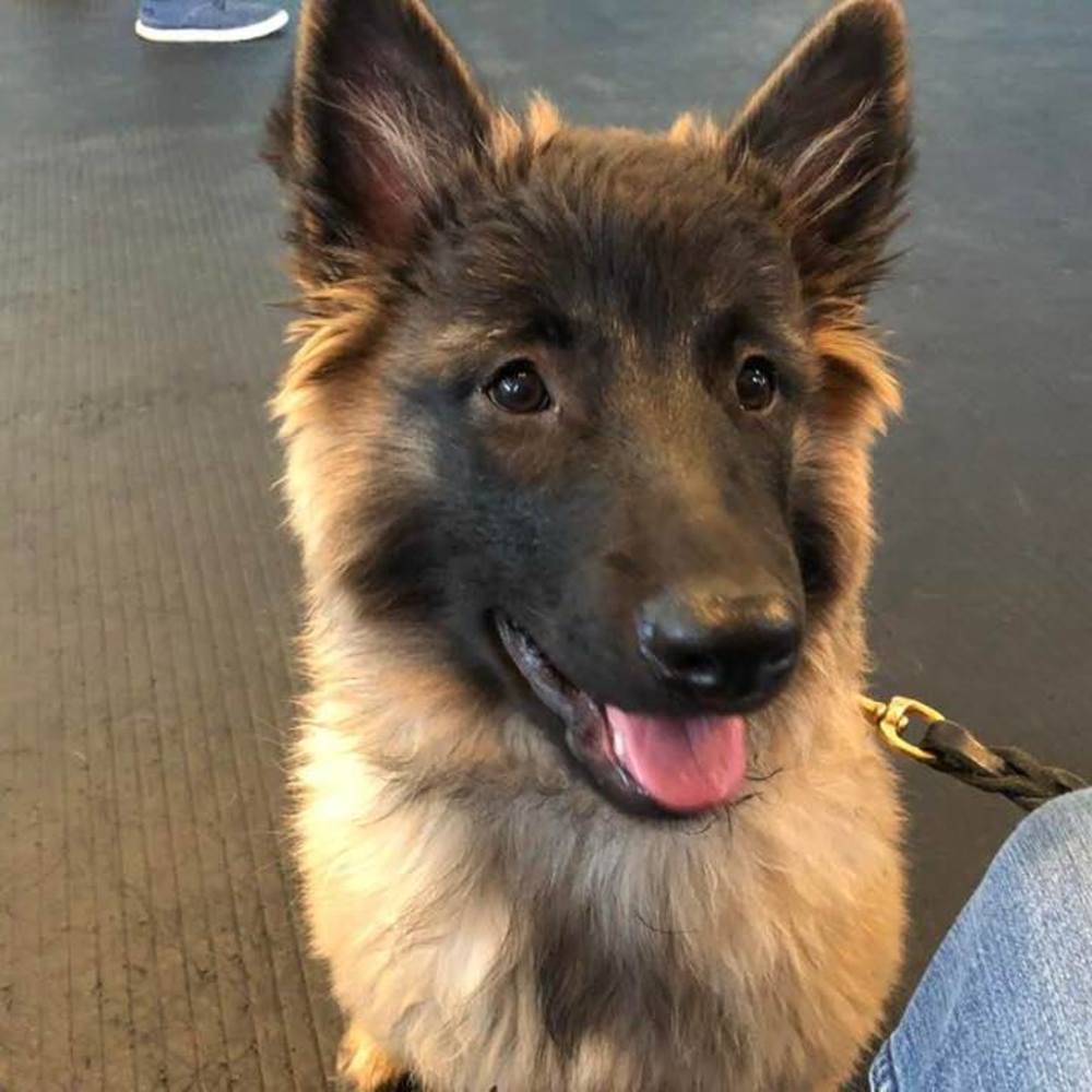 Meet your Posher, Susan